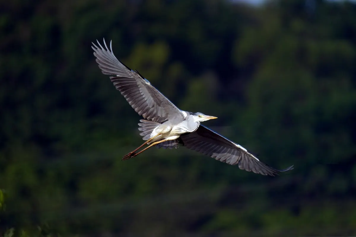 How to Identify Common UK Herons and Egrets by Shape and Flight