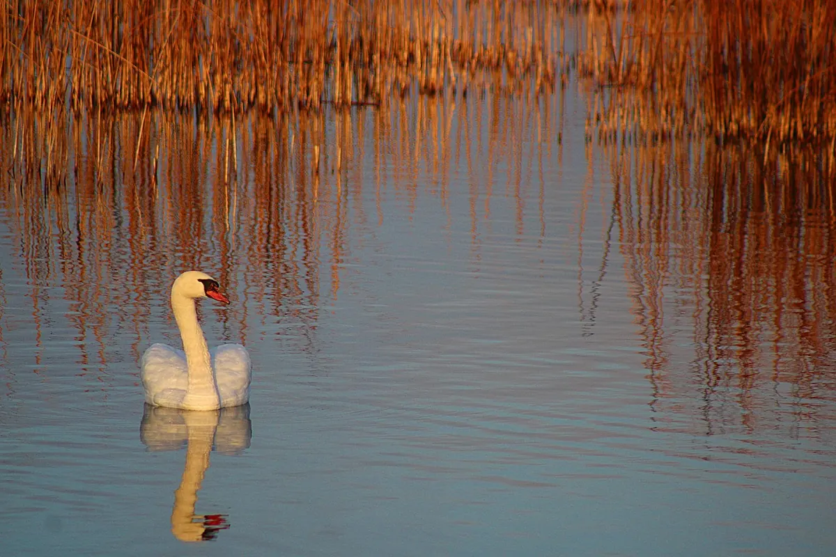 Seasonal Checklist: What to Look for in a UK Wetland Month by Month